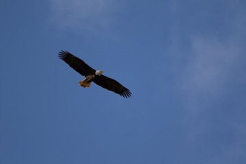 Fototapeta na wymiar A single Bald Eagle circling in the sky searching for food.