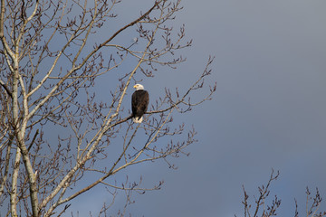 A solitary Bald Eagle perched in a tree looking for food