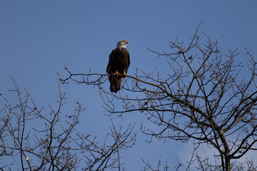 A solitary Bald Eagle perched in a tree looking for food