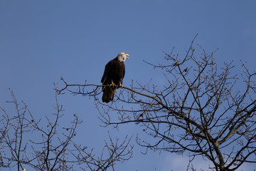 A solitary Bald Eagle perched in a tree looking for food