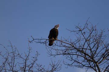 A solitary Bald Eagle perched in a tree looking for food