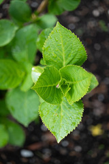 A green leaf plant with small raindrops