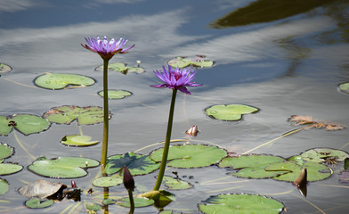 Purple Flowers in a lake with leaves on the water