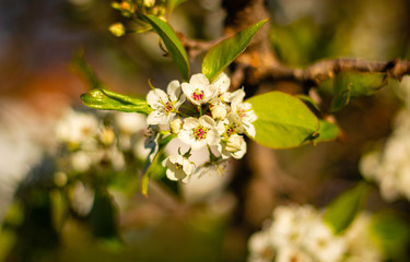White Flowers on a Tree in Spring