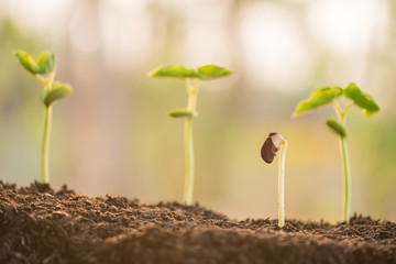plant growing in morning light green nature bokeh background, new life, business financial progress cultivation. agriculture, horticulture. plant growth evolution from seed to sapling, ecology concept