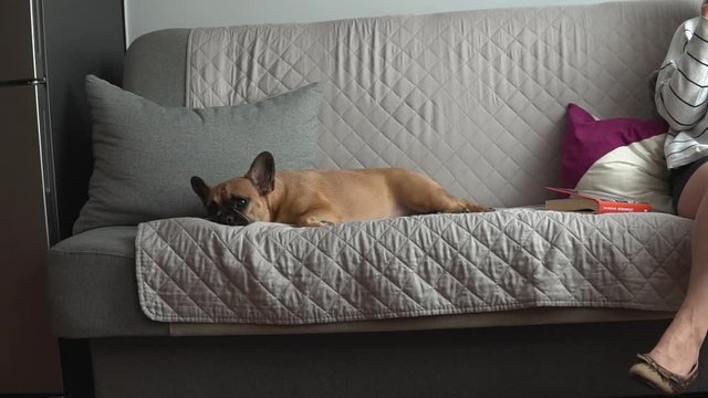 Lazy dog sleeping next to owner on couch sliding shot 