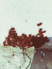 High Angle View Of Insects On Wall