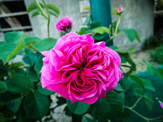 beautiful magenta English Rose Close-up