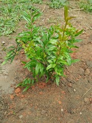 little pomegranate plant