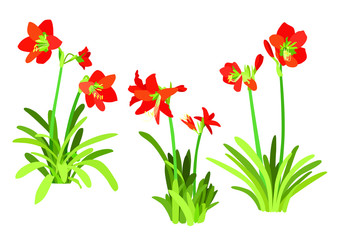 hippeastrum johnsonii bury flower on white background illustration vector