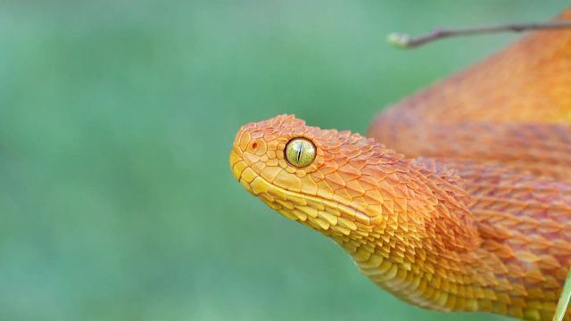 Venomous Bush Viper Snake (Atheris squamigera) flicking tongue 4K Video