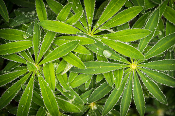 Wet lupine leaves (Lupinus polyphyllus) with rain drops background. Lupine plant before flowers, green star shaped unique leaf shape.