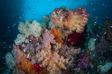 Naklejka na ściany i meble Vibrant soft corals thrive on a healthy coral reef in Raja Ampat, Indonesia. This area is known as the heart of the Coral Triangle due to its high marine biodiversity.