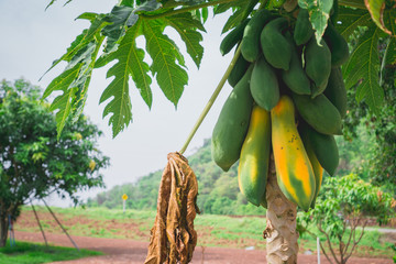 papaya plantation in thailand