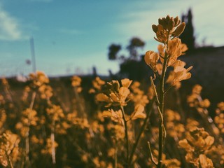 yellow flowers in the field