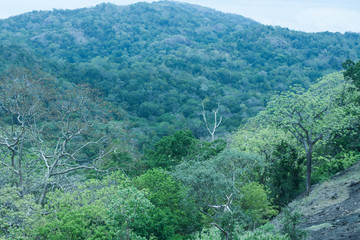 Natural View in Sri Lanka