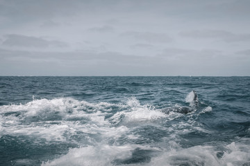 Fototapeta premium Fast moving whale is making waves. Grey Whale birthing area. Laguna Ojo de Liebre. Guerrero Negro. Baja California Sur. Mexico.