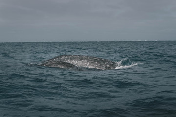 Fototapeta premium Baby Whale with mom. Grey Whale birthing area. Laguna ojo de liebre. Guerrero Negro. Baja California Sur. Mexico.