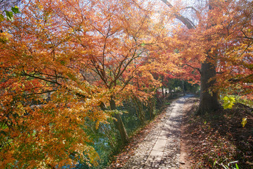 Fototapeta na wymiar The path in coloful autumn forest.