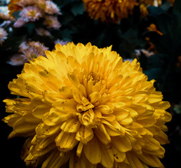 yellow chrysanthemum flower