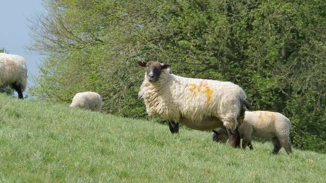 Herd Of Suffolk Sheep Feeding On The Green Grass On A Sunny Day In Croyde, Devon, UK. - medium shot