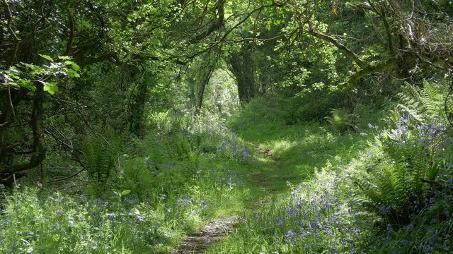 Floral Plants And Green Trees In The Forest In Croyde, Devon, UK - Beautiful Nature Scenery - medium shot