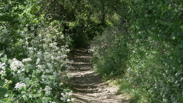 Nature Trail Through The Forest Surrounded By Lush Green Plants And Wild Flowers In Croyde, Devon, UK - Static Shot