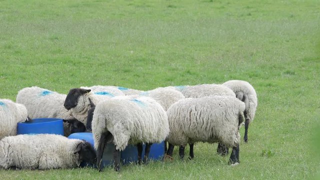 Herd Of Suffolk Sheep On The Pasture Drinking Water In A Blue Bucket In Croyde, Devon, UK - medium shot