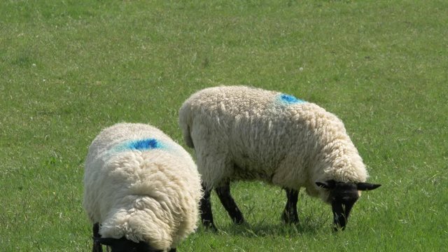 A Couple Of White Sheep Calmly Eating Green Grass On The Pasture In Croyde, Devon, UK - close up shot