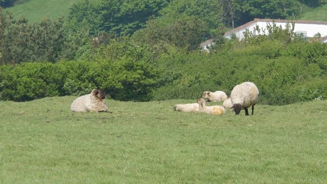 Group Of Suffolk Sheep Resting On The Grassland  On A Sunny Day In Croyde, Devon, UK. - wide shot
