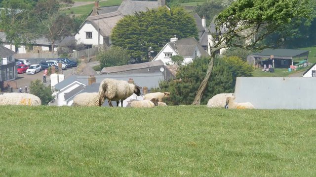 Herd Of Suffolk Sheep Grazing On The Green Meadow With Modern Houses On The Background In Croyde, Devon, UK  - wide shot