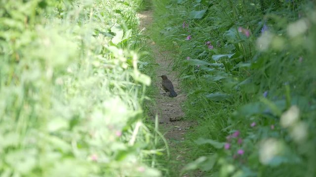 A Common Blackbird On The Narrow Trail In The Forest In Croyde, UK On A Sunny Day - medium shot