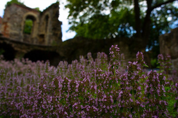  Cat Mint Growing in Dormitory Ruins Canterbury Cathedral