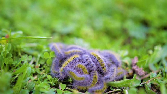 Group of Oak Processionary moth larvae in green ground