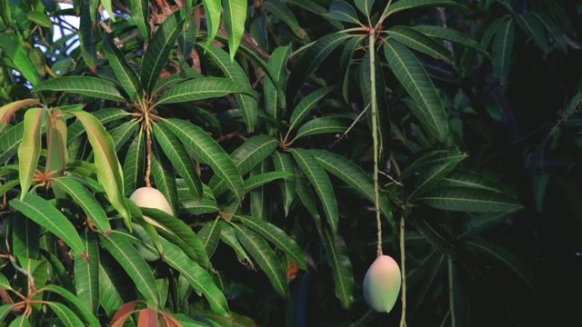 Mango fruit and tree with sunset,mango orchard and mango tree ready to harvest,mango fruit in a garden,collecting mango fruit hanging at tree, selective focus
