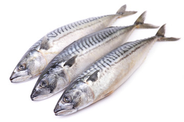 Mackerel fish on white background