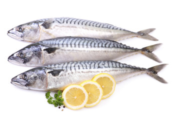 Mackerel fish on white background