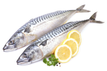 Mackerel fish on white background
