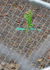 Green Lizard Costa Rica Free from Qurantine
