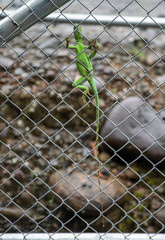 Green Lizard Costa Rica Quarantine COVID-19
