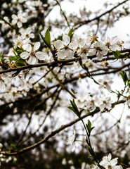 Close up of white flowers of wild apple tree.