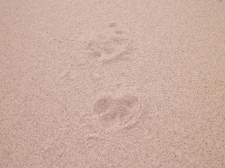 Fototapeta na wymiar Fox's paw prints on sand.