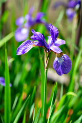 Siberian iris (Iris sanguinea) in full blooming in Japan