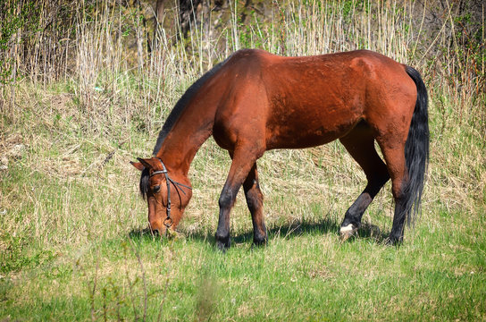 Photo of a light bay horse on green grass
