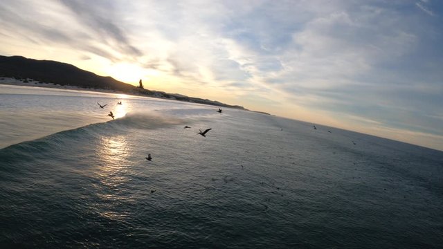 FPV Aerial Race Drone Filming Birds Gliding over Perfect Waves at Sunset in Nature in Slow Motion 