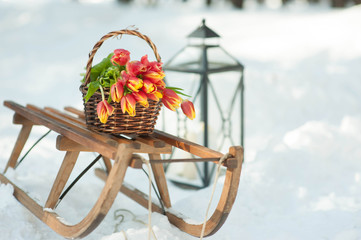 Flowers, red-yellow tulips lie on a wooden sled around the snow lies.