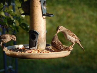 Sparrow Feeding Baby