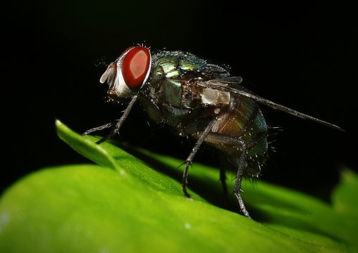 Macro Shot Of Housefly On Leaf Against Black Background