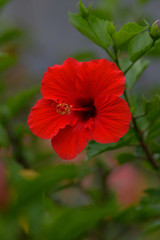 Close up Red hibiscus flowers