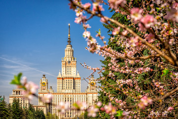 The main building of Moscow State University on a background of blooming cherry